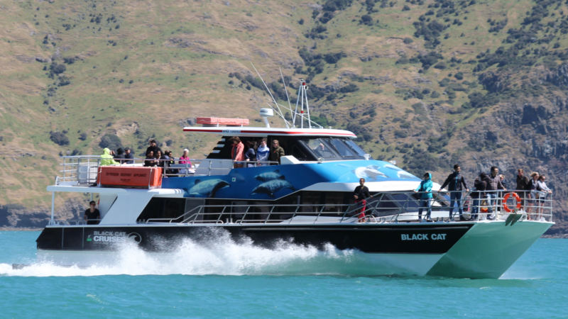 Discover playful, rare New Zealand Hector's dolphins, fur seals, penguins and many other kinds of sea birds, on Akaroa Harbour.